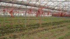 蔬菜种植培育基地十五